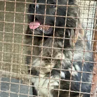 سگ قفقازی|سگ|کوهسار (البرز), |دیوار