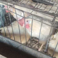 جوان مرغ و خروز س موجود تخمگذار|حیوانات مزرعه|وحیدیه, |دیوار