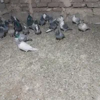 تعدادی کبوتر آلمانی واگذار می گردد