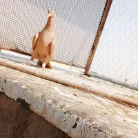 تعدادی کبوتر بدرنگ راست دومسفید چپ