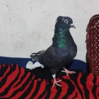 سیاه دم سفید