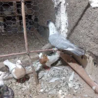 کبوتر