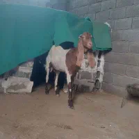 بز پاکستانی