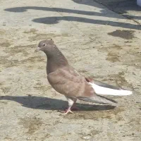 دم سفید اشعل نر|پرنده|امیدیه, |دیوار