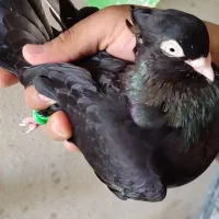 کبوتر زاغ