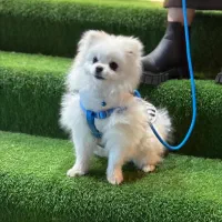 سگ پامرانین خرسی