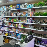 آکواریم ماهی  گوپی اسکار سیچلاید  آروانا مولی|ماهی|ری, فیروزآبادی|دیوار