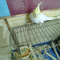 طوطی عروس هلندی سخنگو