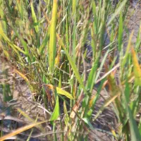 نیازمند کارگر شبانه روزی موسسه کشاورزی