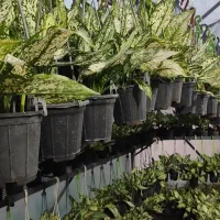 فروش آگلونما برفی بسیار باکیفیت|گل و گیاه طبیعی|عباس‌آباد, |دیوار