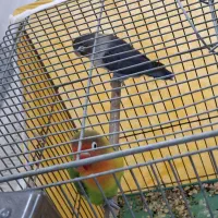 طوطی برزیلی