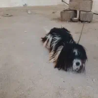 دزدیده شده سگ پاکوتاه مژدگانی میلیونی میدم و کفتر