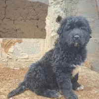 واگذاری توله قدرجونی و سرابی خالص