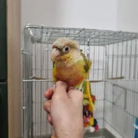 طوطی گرینچیک دستی بازیگوش با قفس بزرگ|پرنده|داراب, |دیوار