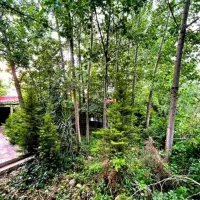 ویلاباغ500متری%چند قدمی جنگل% 1mکلیدتحویل*|فروش خانه و ویلا|هچیرود, |دیوار