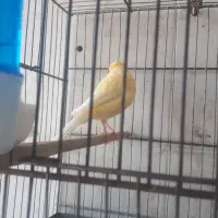 سهره قناری|پرنده|فشاپویه, |دیوار