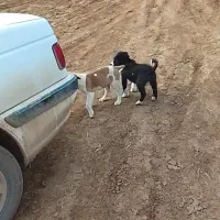 چهارتا توله سگ|سگ|خرم‌آباد, |دیوار