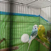 فروش مرغ عشق