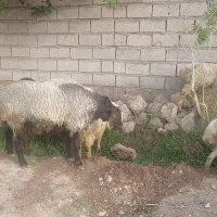 قوچ تیزرون جوان و کاربلد راور