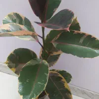 گل‌های اپارتمانی قیمت مناسب|گل و گیاه طبیعی|اصفهان, سرچشمه|دیوار