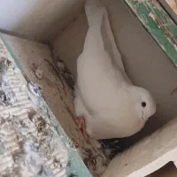 جفت نروماده روی تخم