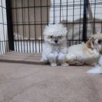 پودل عروسکی