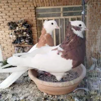 طوق شازده و زرد