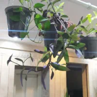 گل گیاه تزیینی.|گل و گیاه طبیعی|کهک, |دیوار