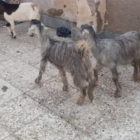 ۶راس بز|حیوانات مزرعه|اهواز, اسماعیلیه|دیوار