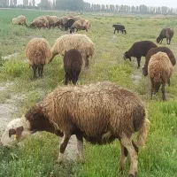 میش بره دار