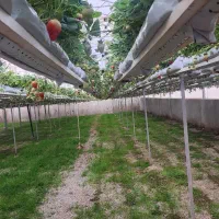 نگهبان گلخانه