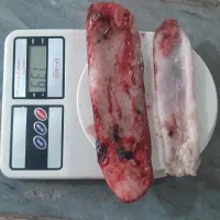 کیسه هوای میش ماهی