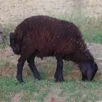 بره ۴۰کیلویی کیلویی۶۵۰