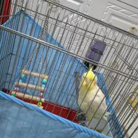 عروس هلندی نر