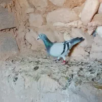 کبوتر پلاکی عربستان|پرنده|زرین آباد, |دیوار