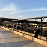 6-هکتار-دامداری-شیری-همه-چی-تکمیل