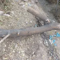 خرید چوب ضایعات سقفی.چوب گردو و غیره