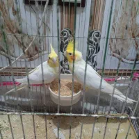 جفت عروس هلندی لوتینیو مولد