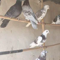 کبوتر خوب|پرنده|سمنان, |دیوار