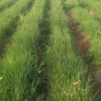 نهال پیاز سایروس