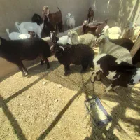 بره نر