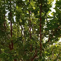 فروش باغ امیرآباد اراضی