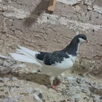 کفتر هفترنگ دم سفید شازده کاکلی پولکی طوقی صید|پرنده|مشهد, موسوی قوچانی|دیوار