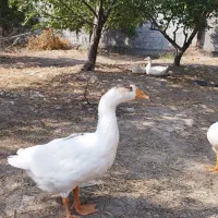 غاز محلی و قوغاز درجه یک، ۹ عدد خرید یک غاز رایگان