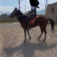 اسب|اسب و تجهیزات اسب‌سواری|مشگین شهر, |دیوار