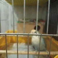 طوطی برزیلی با قفس و ظرف آب و غذا و لونه