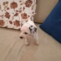 پودل رد و دالمیشن|سگ|شیراز, ابیوردی|دیوار