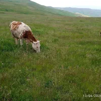 گاو سیمینتال با گوساله
