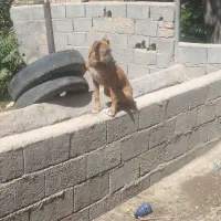 سگ پیت بول|سگ|قزوین, |دیوار
