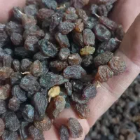 کشمش افتابی شیرین امسالی